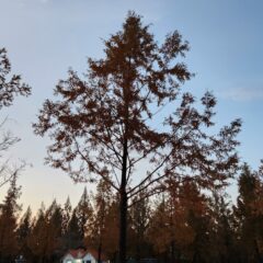 혼잡한 길도 편하게!